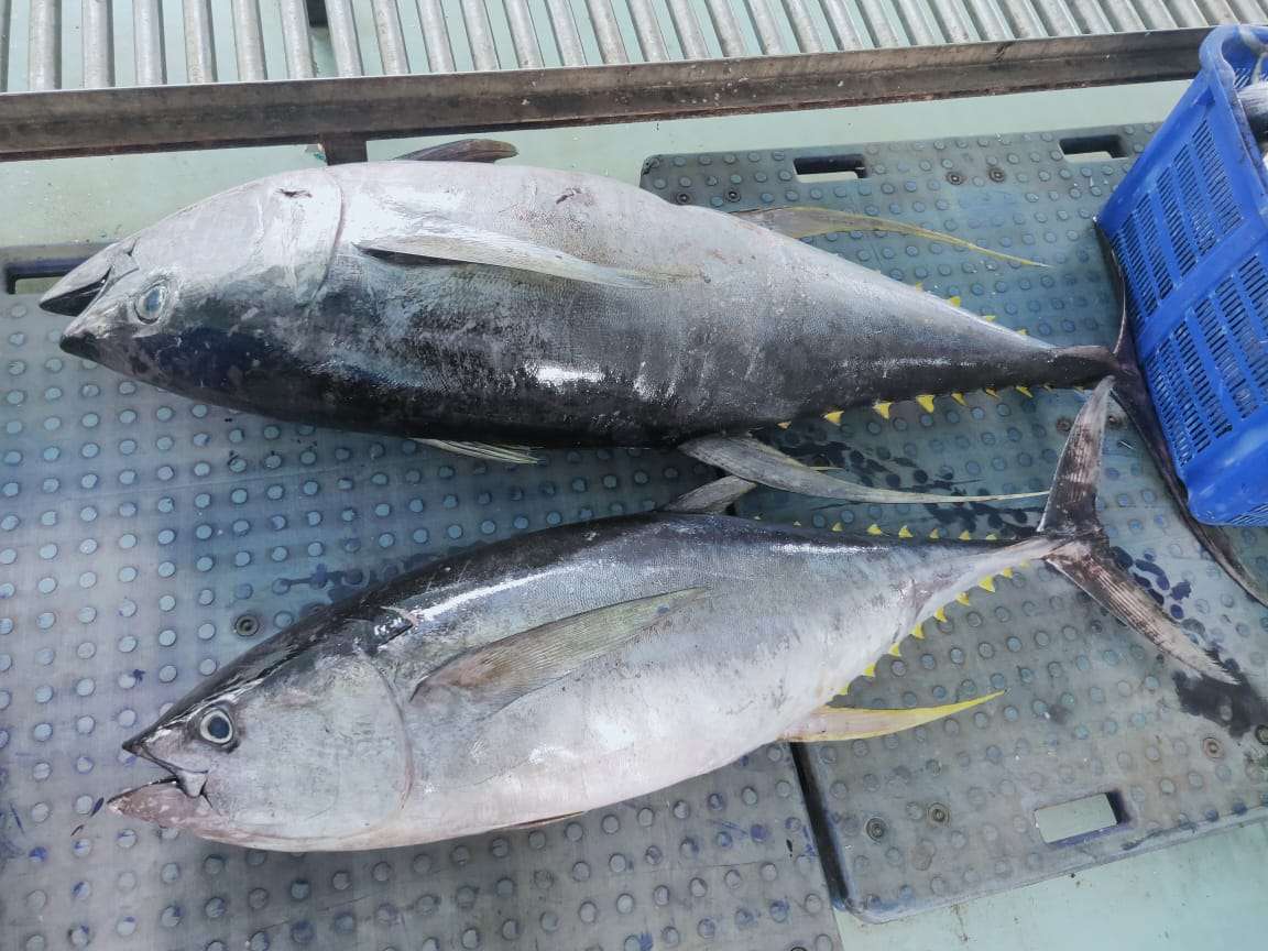 Ikan Tuna Segar