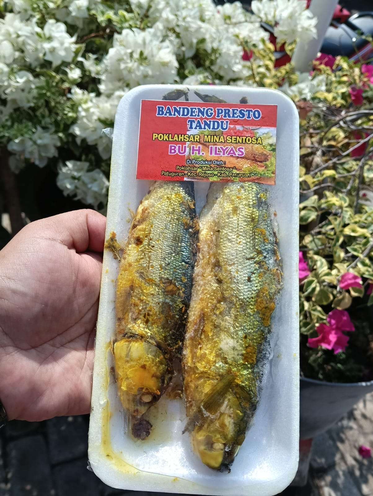 BANDENG PRESTO TANDU